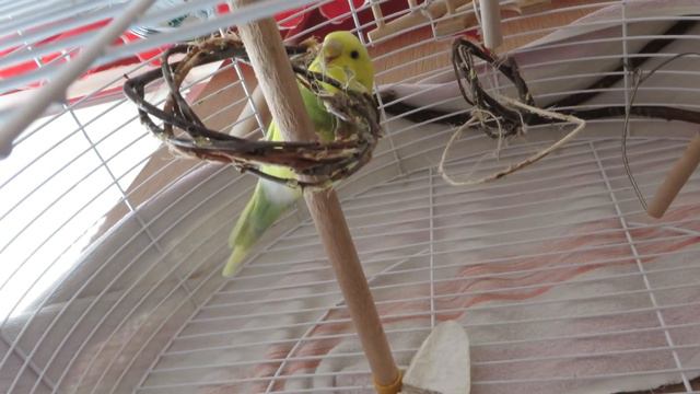 VLOG: Птичка Лайма непоседа🐤Рассуждаем о разведении #Попугай смотреть онлайн