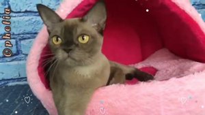 Шоколадная бурманская кошка  Офелия. Девочка. Питомник бурманских кошек Freya Way