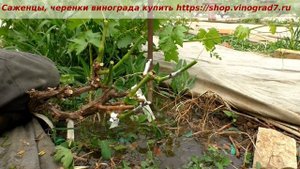 Прививка винограда. Ежедневная работа агронома. Пузенко