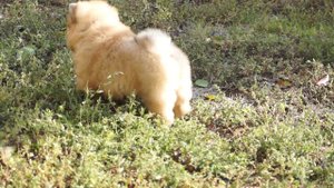 щенки чау чау - продаются