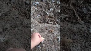 Французские пепельные куры мясо-яичного направления