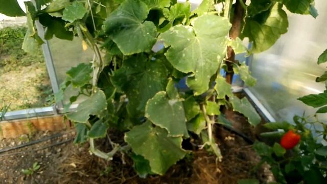 Обзор теплицы (помидоры, перцы, огурцы) смотреть онлайн