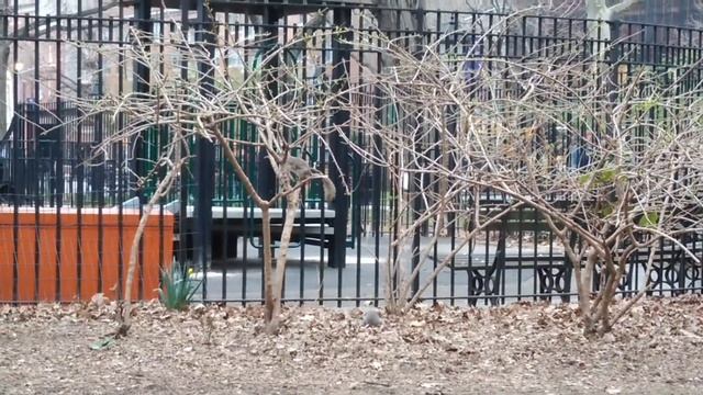 Белки спариваются