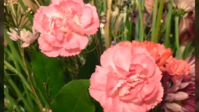 гвоздика горшечная смотреть онлайн