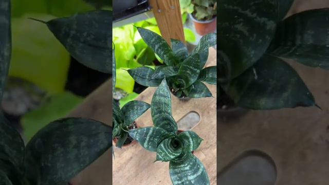 Сансевиерия, самое неприхотливое растение - согласны? смотреть онлайн