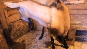 Окот козы. Двойная радость. Быстрый и лёгкий окот.