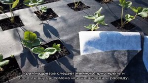 А вы знаете, что такое лутрасил и как его применять в саду и на огороде?