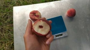 Персик Свит кап, Вайт леди, нектарин Сильвер мун