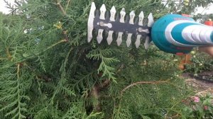 Ножницы-кусторез Bosch Isio, стригу газон, тую и викторию