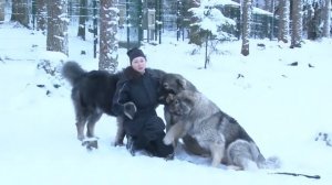Кавказская овчарка. ZooPlace.Ru