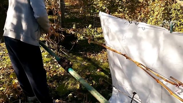 Обрезка трёхлетнего куста винограда,полный цикл. смотреть онлайн
