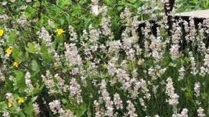 Лаванда. Розовая, белая, вариегатная. ??????