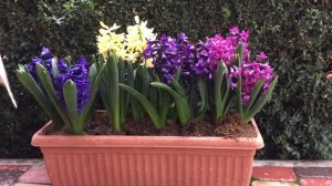 ПОСАДКА ТЮЛЬПАНОВ  в КОНТЕЙНЕРЫ.   Часть1. Подбор  контейнеров. Какие лучше !!!