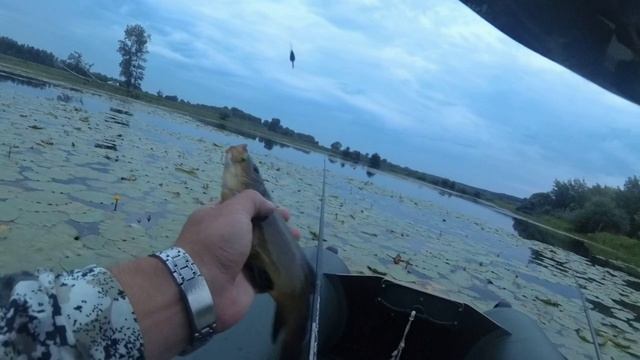 Выкладывает ПОПЛАВОК в КУВШИНКАХ ! КАРАСЬ , ЛИНЬ ! смотреть онлайн