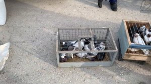 Ярмарка голубей в Самаре. 17 июля 2022г