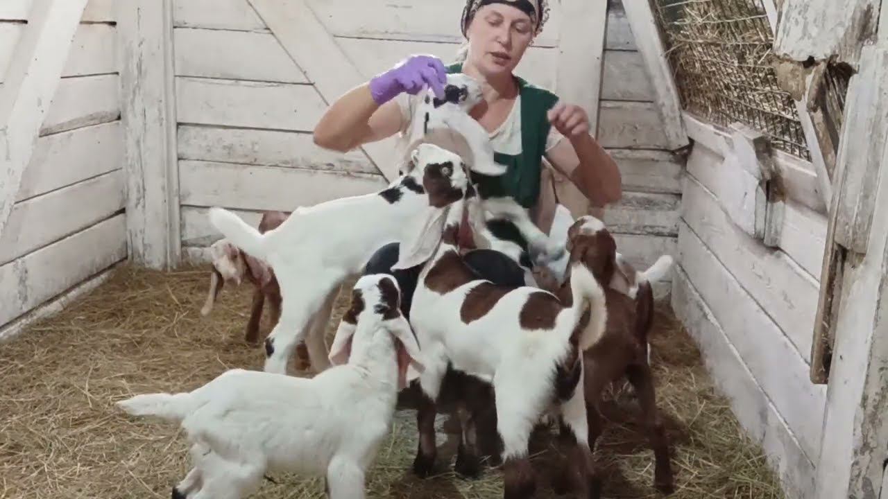 Усадьба белая коза последнее свежее. Усадьба белая коза. Канал усадьба белая коза. Дзен белая коза. Усадьба белая коза ютуб.