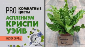 Асплениум Криспи Уэйв - необычный комнатный папоротник. Хрустящие волнистые листики. Обзор сорта.