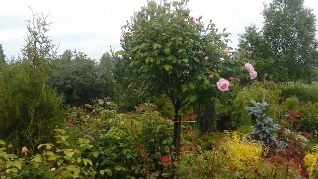 Штамбовые розы зацветают. Штамбы из питомника Ленса-лучшие!!