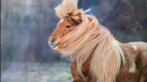 Песня ПОНИ (Un pony) (Пони девочек катает, пони мальчиков катает) (пою я :)