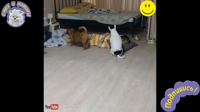 Заботливые Собаки МИЛОТА! смотреть онлайн