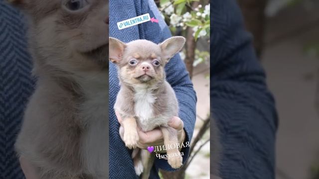 Лиловая ЧИХУАХУА #купитьщенка #чихуахуа #chihuahua #щенкичихуахуа #puppy #щенок