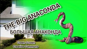 Анаконда green screen футаж. Хромакей анимация змея на зелёном фоне.