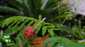 Раскрытие цветка в ускоренной съемке. Каллистемон 5 дней за 3 минуты )