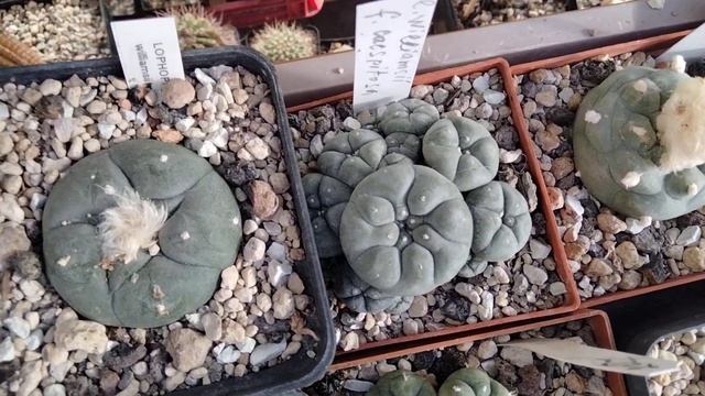 Безопасные кактусы для детей.Коллекция Лофофор.Опята растут зимой.Всходы астрофитумов гибридных.