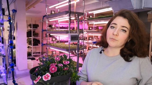 Съедобные цветы, как просто вырастить в домашних условиях. Гвоздика китайская - тренд для ресторано