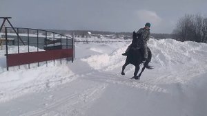 Купил Лошадь первая лошадь на деревне