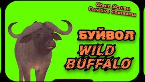 Дикий буйвол видео green screen .Хромакей футаж на зелёном фоне.