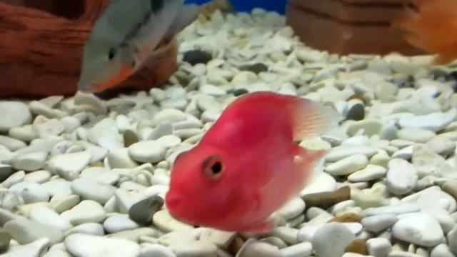 Рыбка Красный попугай. Аквариумная рыбка. смотреть онлайн