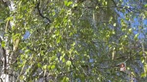 "БЕРЁЗЫ" - ВЛАДИМИР  ГРОМОВ на стихи НИКОЛАЯ  РУБЦОВА