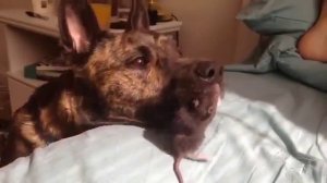 Великолепная дружба собаки и крысы