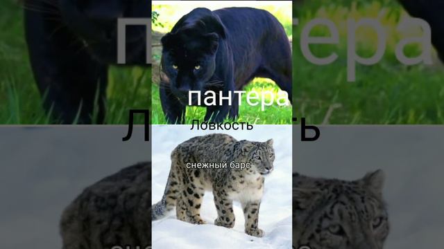 пантера VS снежного барса.Подпишитесь пожалуйсто 🙏 осталось 14 до 100 смотреть онлайн