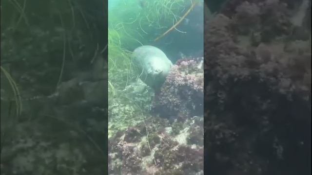 Морской котик «медитирует» под водой