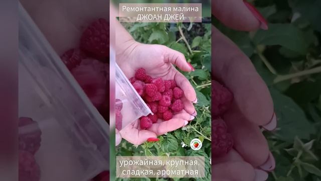 ?Ремонтантный сорт малины "ДЖОАН ДЖЕЙ" один из наших любимчиков!