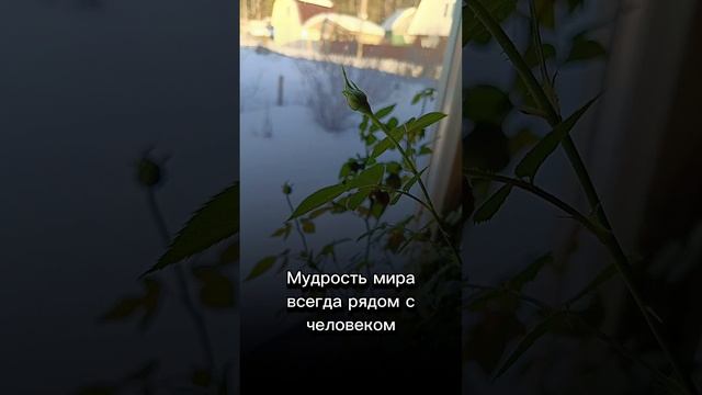 Магия растений