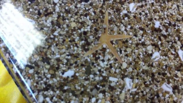 Плитка из гальки, ракушек и морских звезд - продажа технологии для малого бизнеса смотреть онлайн