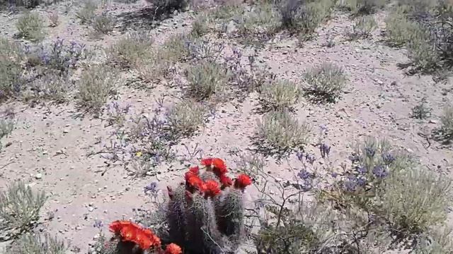 Cactus echinocereus coccineus en ciudad juarez