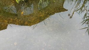 Клариевый сом в пруду у дома