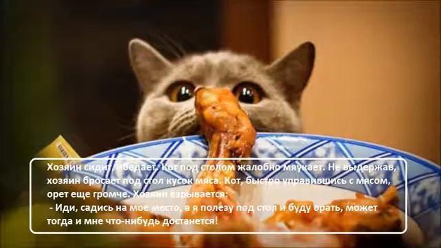 Анекдоты про котов/ ч 5 / Коты Кошки Котята / Котэ Саратовский/ Приколы /Юмор / смотреть онлайн