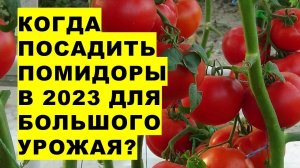 Когда посадить помидоры в 2023 году для большого урожая томатов?