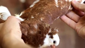 Голуби К. Черные и красные акуши.  Продолжение №3 (TAJIKISTAN) 2015