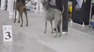 "Russia-2011" First Klub Show Thai Ridgeback Dog - - Females - Best Female