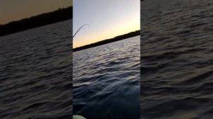 Спиннинг Доюй BLACK DRAGON, от 5 гр до 25гр, 210см и Воблер PONTOON 21, Greedy-Guts 88SP-SR