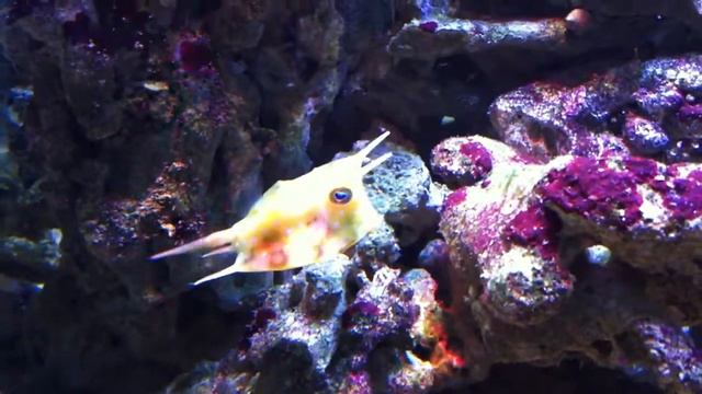 Рогатый кузовок (Lactoria cornuta) - CoralReef-Aqua.ru смотреть онлайн