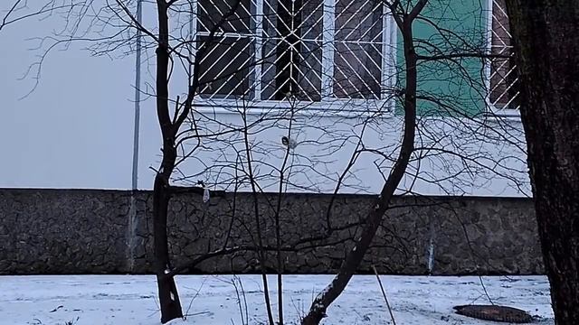 Питерские синички