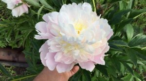 Пион ADONIS/Адонис