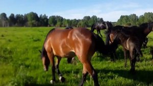 Жеребец отказался крыть кобыл!!! В чём причина?